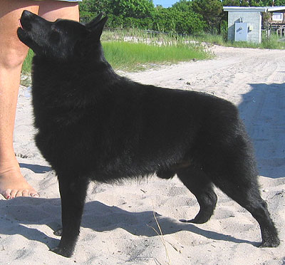 SCHIPPERKE